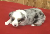 Skyler, a female Miniature Australian Shepherd for sale in Clare, MI – 3 of 10