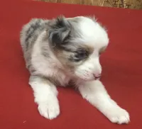 Skyler, a female Miniature Australian Shepherd for sale in Clare, MI – 6 of 10