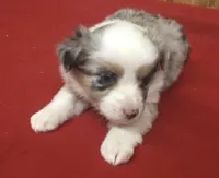 Skyler, a female Miniature Australian Shepherd for sale in Clare, MI – 5 of 10