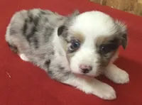 Skyler, a female Miniature Australian Shepherd for sale in Clare, MI – 4 of 10