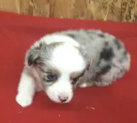Skyler, a female Miniature Australian Shepherd for sale in Clare, MI – 2 of 10