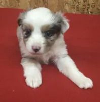Skyler, a female Miniature Australian Shepherd for sale in Clare, MI – 8 of 10