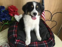 Happy, a male Australian Shepherd for sale in Clare, MI – 7 of 10