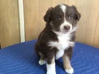 Rudty, a male Miniature Australian Shepherd for sale in Clare, MI – 3 of 6