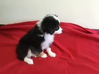 Sky’s Toy Female, a female Miniature Australian Shepherd for sale in Clare, MI – 4 of 8