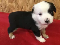 Jock, a male Miniature Australian Shepherd for sale in Clare, MI – 8 of 8