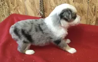 Jasmine, a female Miniature Australian Shepherd for sale in Clare, MI – 3 of 7