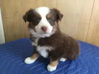Ruthie, a female Miniature Australian Shepherd for sale in Clare, MI – 5 of 5