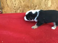 Jock, a male Miniature Australian Shepherd for sale in Clare, MI – 4 of 8