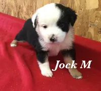 Jock, a male Miniature Australian Shepherd for sale in Clare, MI – 2 of 8