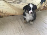 Betsy, a female Australian Shepherd for sale in Clare, MI – Photo 2 of 5