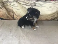 Bev, a female Australian Shepherd for sale in Clare, MI – Photo 3 of 7