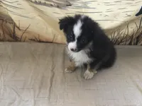 Betsy, a female Australian Shepherd for sale in Clare, MI – Photo 5 of 5