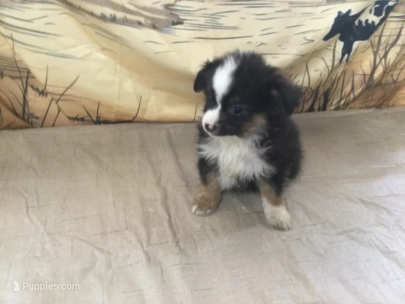 Betsy, a female Australian Shepherd for sale in Clare, MI – Photo 1 of 5