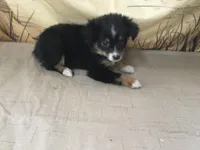 Bev, a female Australian Shepherd for sale in Clare, MI – Photo 2 of 7