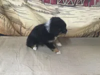 Bev, a female Australian Shepherd for sale in Clare, MI – Photo 6 of 7