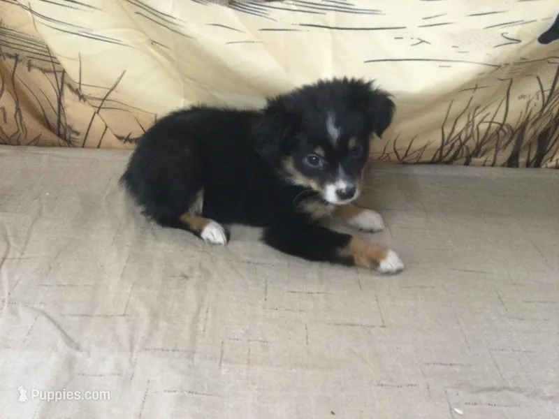 Bev – Australian Shepherd puppy for sale in Clare, MI
