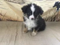 Betsy, a female Australian Shepherd for sale in Clare, MI – Photo 3 of 5