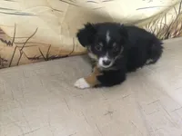 Bev, a female Australian Shepherd for sale in Clare, MI – Photo 7 of 7