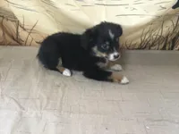 Bev, a female Australian Shepherd for sale in Clare, MI – Photo 4 of 7