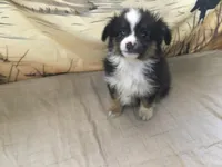 Betsy, a female Australian Shepherd for sale in Clare, MI – Photo 4 of 5