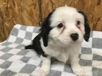 Maisey, a female Cavalier King Charles Spaniel for sale in Clare, MI – Photo 7 of 7