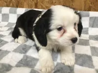 Maisey, a female Cavalier King Charles Spaniel for sale in Clare, MI – Photo 6 of 7