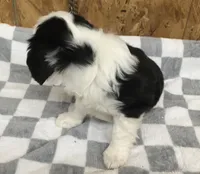 Maisey, a female Cavalier King Charles Spaniel for sale in Clare, MI – Photo 4 of 7