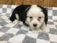 Maisey, a female Cavalier King Charles Spaniel for sale in Clare, MI – Photo 5 of 7