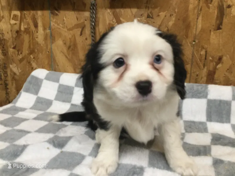 Maisey – Cavalier King Charles Spaniel puppy for sale in Clare, MI