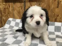 Maisey, a female Cavalier King Charles Spaniel for sale in Clare, MI – Photo 1 of 7