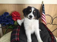 Happy, a male Australian Shepherd for sale in Clare, MI – 2 of 10
