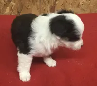 Betty Boop, a female Miniature Australian Shepherd for sale in Clare, MI – 7 of 7