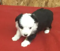 Betty Boop, a female Miniature Australian Shepherd for sale in Clare, MI – 3 of 7