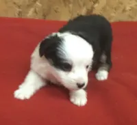 Betty Boop, a female Miniature Australian Shepherd for sale in Clare, MI – 1 of 7