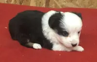 Betty Boop, a female Miniature Australian Shepherd for sale in Clare, MI – 6 of 7