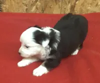 Betty Boop, a female Miniature Australian Shepherd for sale in Clare, MI – 2 of 7