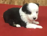 Betty Boop, a female Miniature Australian Shepherd for sale in Clare, MI – 4 of 7