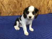 Tilly, a female Cavapoo for sale in Clare, MI – 4 of 9