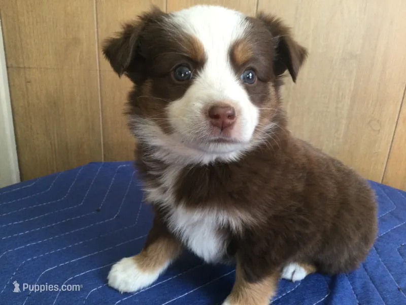 Ruthie – Miniature Australian Shepherd puppy for sale in Clare, MI