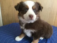 Ruthie, a female Miniature Australian Shepherd for sale in Clare, MI – 1 of 5