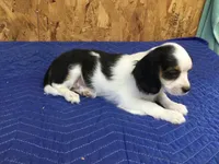 Tilly, a female Cavapoo for sale in Clare, MI – 3 of 9