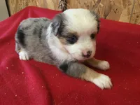 Jasmine, a female Miniature Australian Shepherd for sale in Clare, MI – 6 of 7