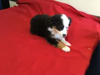 Sky, a female Miniature Australian Shepherd for sale in Clare, MI – 2 of 10