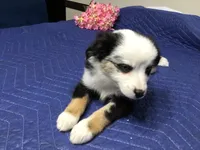 Jazzy, a female Miniature Australian Shepherd for sale in Clare, MI – 3 of 7