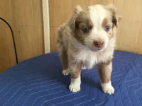 Romeo, a male Miniature Australian Shepherd for sale in Clare, MI – 4 of 8