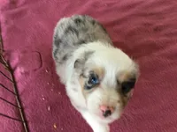 Barbie, a female Miniature Australian Shepherd for sale in Clare, MI – 6 of 9