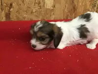 Tennessee, a male Cavapoo for sale in Clare, MI – 2 of 10