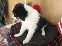 Happy, a male Australian Shepherd for sale in Clare, MI – 3 of 10