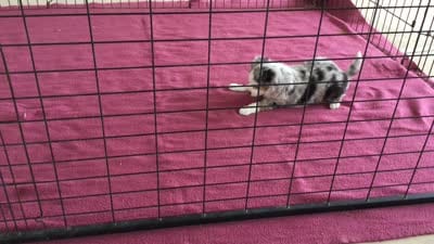 Barbie, a female Miniature Australian Shepherd for sale in Clare, MI – 9 of 9